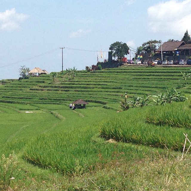 The other type of terrace #Bali #Rice