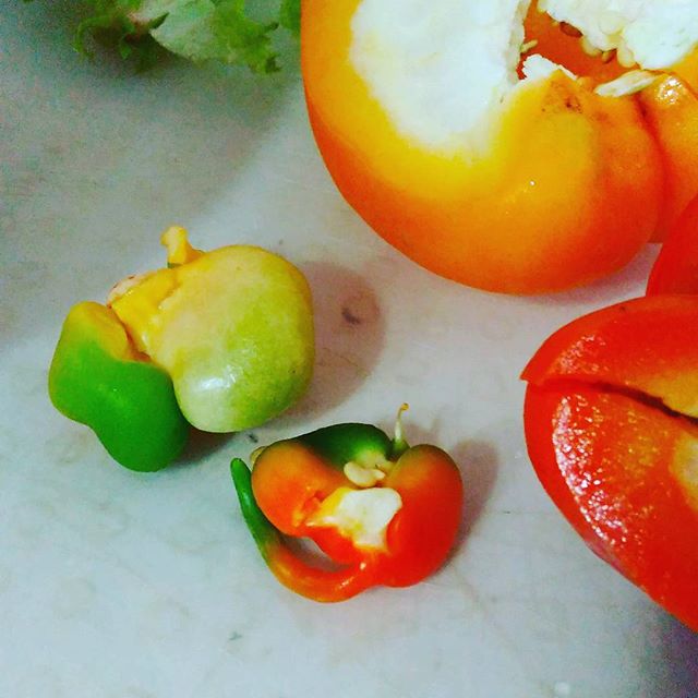 Curious little thing frm the capsicum ;)