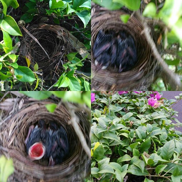 so, the father got excited cos he spotted a bird nest, sent me photos. but alas, couple days later, it got destroyed.. :(