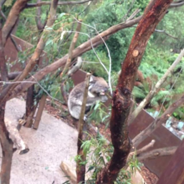 in-case you haven't seen a koala chew before. :D