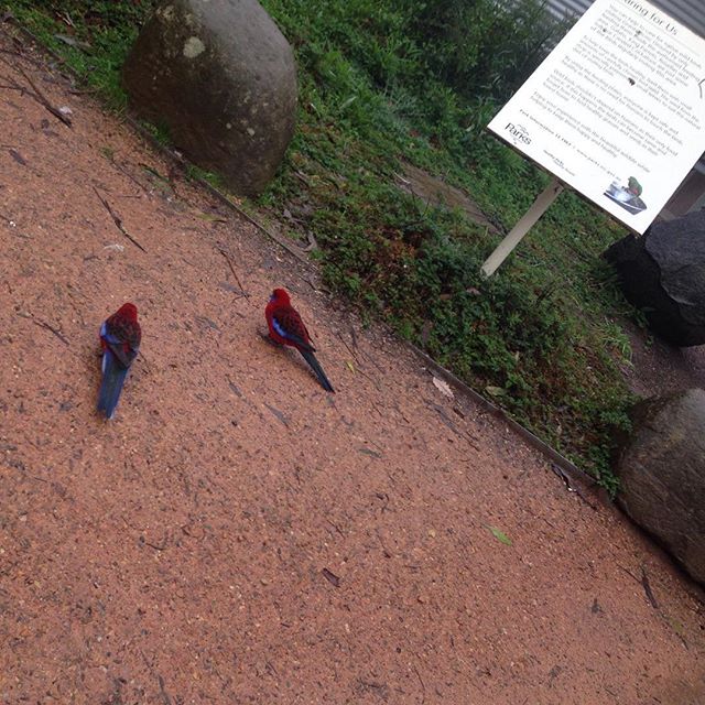 saw these birds n I went, "bird bird". then I remembered, oh, they dunno they r called "bird bird". :D "they dunno what they r called". bimbo moment right there.