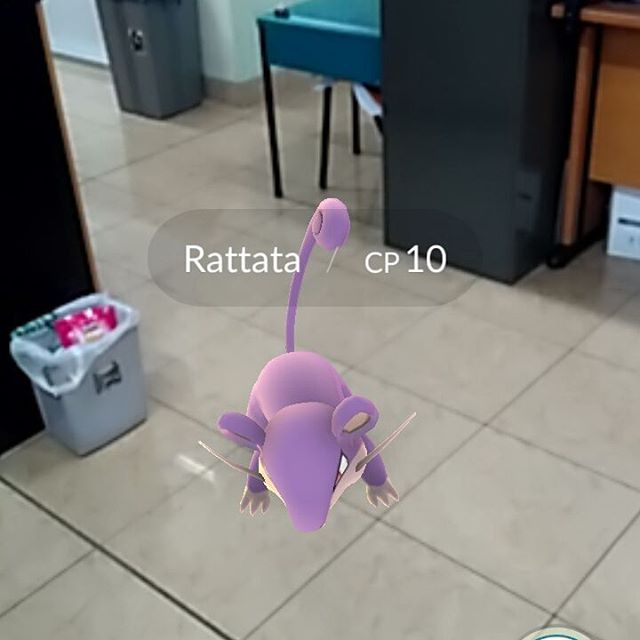 So this was the rat that's been nibbling the snacks in our teachers room. :D