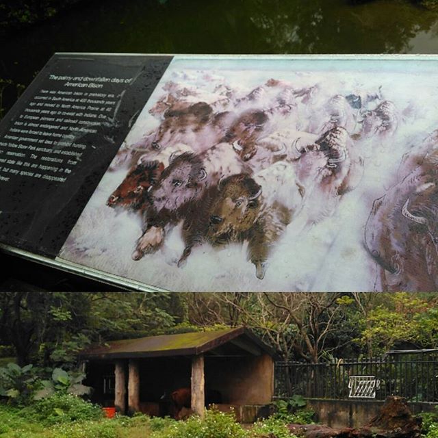 Those Bison, one of the reasons y I came to the zoo. It's magnificence often painted n revered.