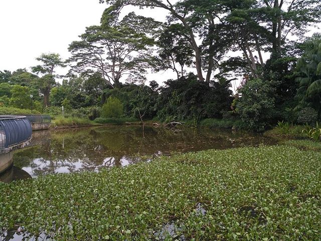 Stroll @ Sungei Buloh